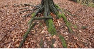 roots mossy 0002